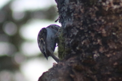 Trekryper (Certhia familiaris)