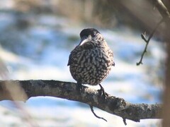 Nutcracker (Nucifraga caryocatactes)