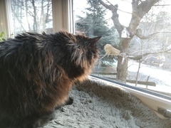 Cat (Felis catus)