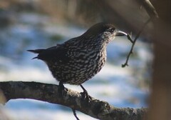 Nutcracker (Nucifraga caryocatactes)