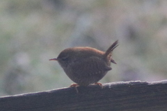 Gjerdesmett (Troglodytes troglodytes)