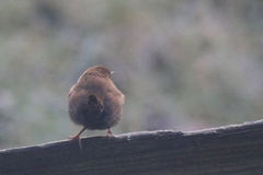 Winter Wren (Troglodytes troglodytes)
