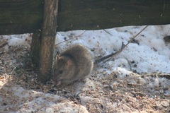 Brunrotte (Rattus norvegicus)