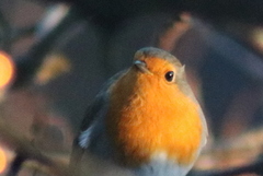 Rødstrupe (Erithacus rubecula)