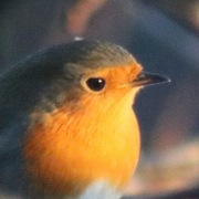 Rødstrupe (Erithacus rubecula)