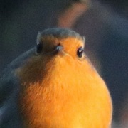 Rødstrupe (Erithacus rubecula)