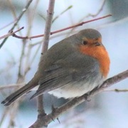 Rødstrupe (Erithacus rubecula)