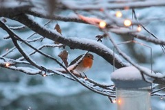 Rødstrupe (Erithacus rubecula)