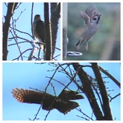 Spurvehauk (Accipiter nisus)