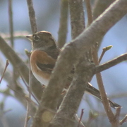 Bjørkefink (Fringilla montifringilla)