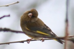 Grønnfink (Carduelis chloris)