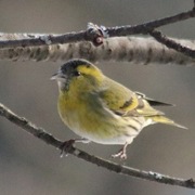 Grønnsisik (Carduelis spinus)