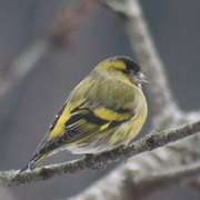 Grønnsisik (Carduelis spinus)