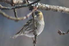 Grønnsisik (Carduelis spinus)