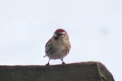 Gråsisik (Carduelis flammea)