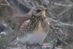 Gråtrost (Turdus pilaris)