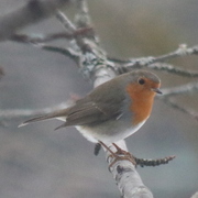 Rødstrupe (Erithacus rubecula)