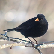 Svarttrost (Turdus merula)