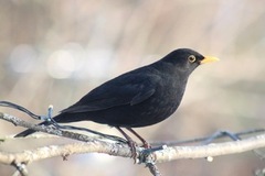 Svarttrost (Turdus merula)