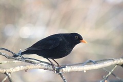 Svarttrost (Turdus merula)