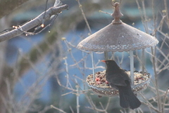 Svarttrost (Turdus merula)