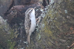 Trekryper (Certhia familiaris)