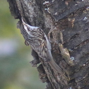 Trekryper (Certhia familiaris)