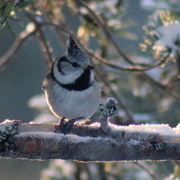 Toppmeis (Lophophanes cristatus)