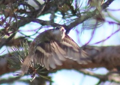 Trekryper (Certhia familiaris)