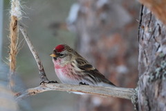 Gråsisik (Acanthis flammea)