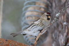 Gråsisik (Acanthis flammea)