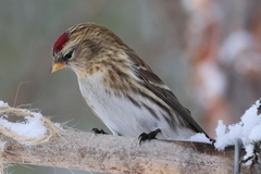 Gråsisik (Acanthis flammea)