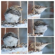 Polarsisik (Carduelis hornemanni)