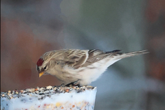 Polarsisik (Carduelis hornemanni)