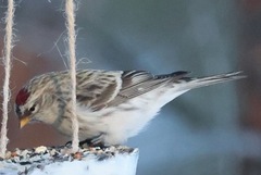 Arctic Redpoll (Acanthis hornemanni)