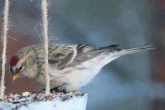 Polarsisik (Carduelis hornemanni)