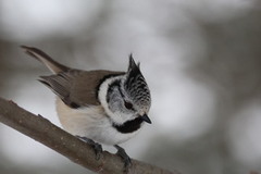 Toppmeis (Lophophanes cristatus)