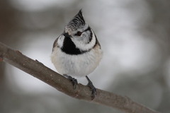 Toppmeis (Lophophanes cristatus)