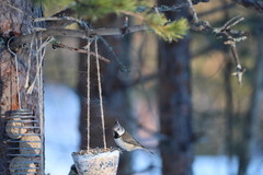 Toppmeis (Lophophanes cristatus)