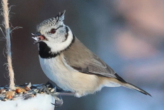 Toppmeis (Lophophanes cristatus)