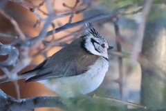 Toppmeis (Lophophanes cristatus)