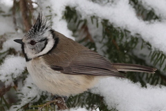 Toppmeis (Lophophanes cristatus)