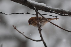Lesser Redpoll (Acanthis cabaret)