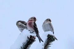 Gråsisik (Carduelis flammea)