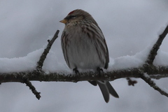 Gråsisik (Acanthis flammea)