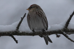 Gråsisik (Carduelis flammea)