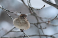 House Sparrow (Passer domesticus)