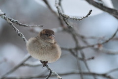 Gråspurv (Passer domesticus)