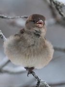 Gråspurv (Passer domesticus)