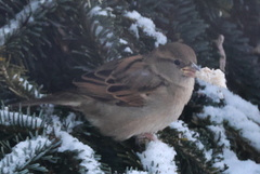 Gråspurv (Passer domesticus)